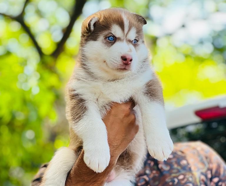 Siberian Husky puppy price in vizag