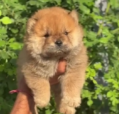 toy pomeranian puppies for sale online in mumbai