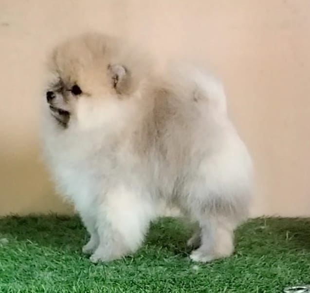 toy pomeranian dog breeder in mumbai