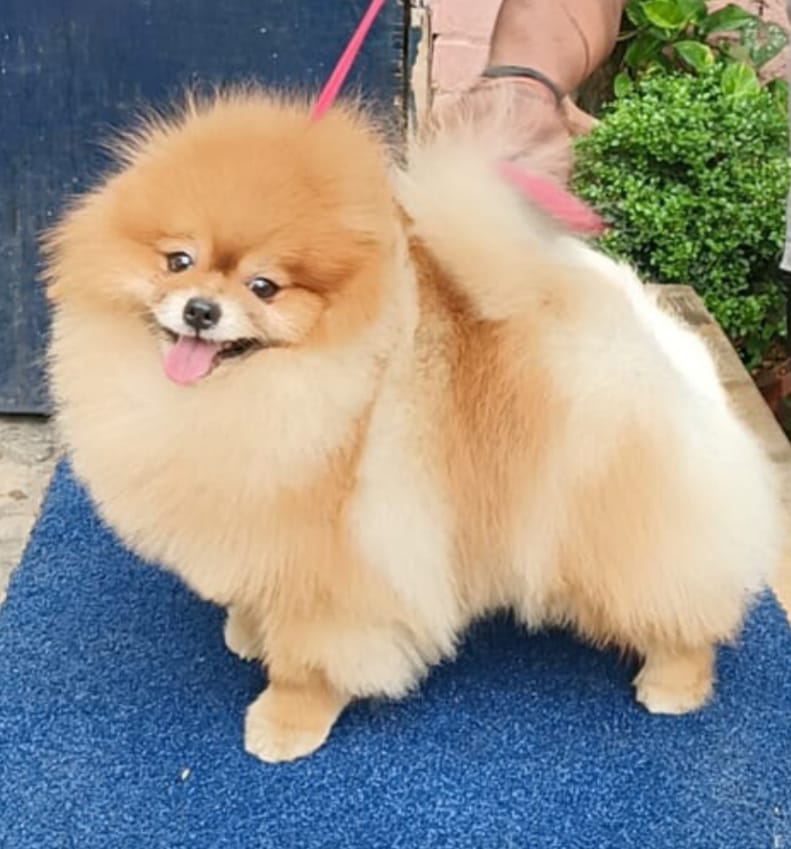 buy toy pomeranian puppies in mumbai