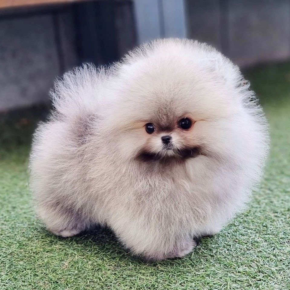 toy pomeranian dog price in mumbai