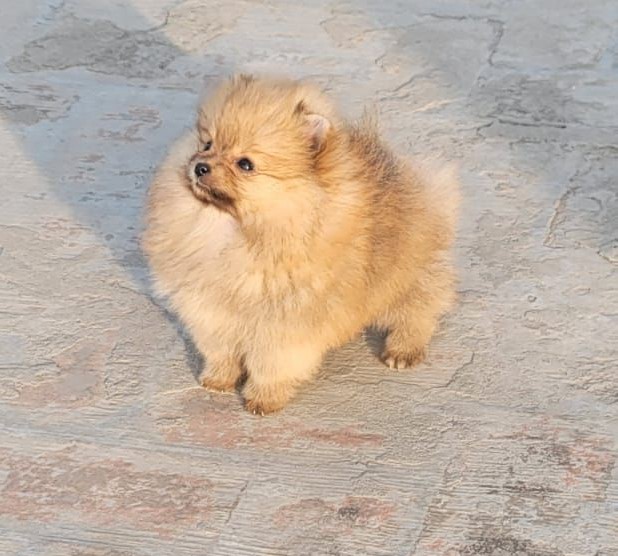 toy pomeranian dog for sale in mumbai