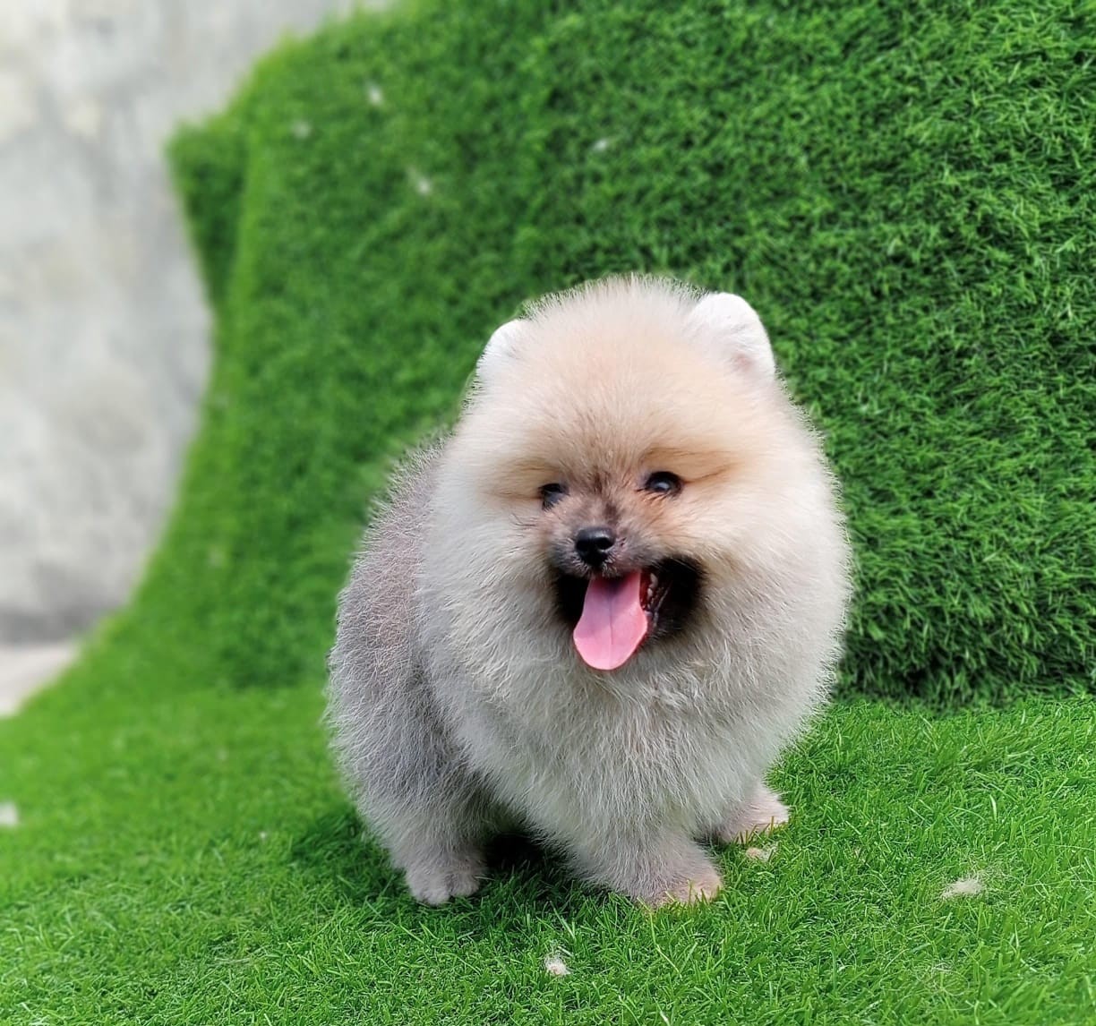 toy pomeranian puppies for sale online in pune