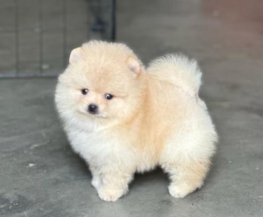 toy pomeranian dog price in pune