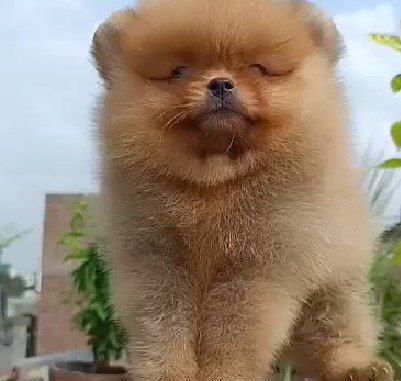 buy toy pomeranian puppies in pune