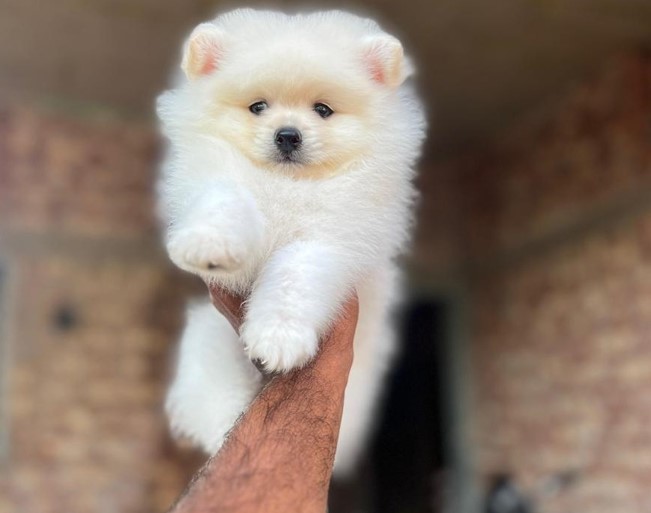 toy pomeranian dog breeder in pune