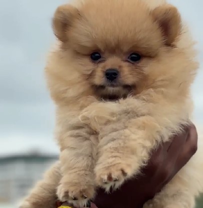 toy pomeranian dog kennel in pune