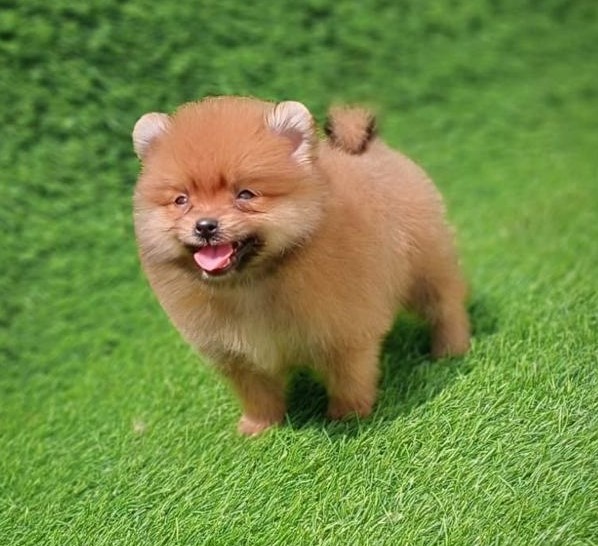 toy pomeranian male puppies price in pune