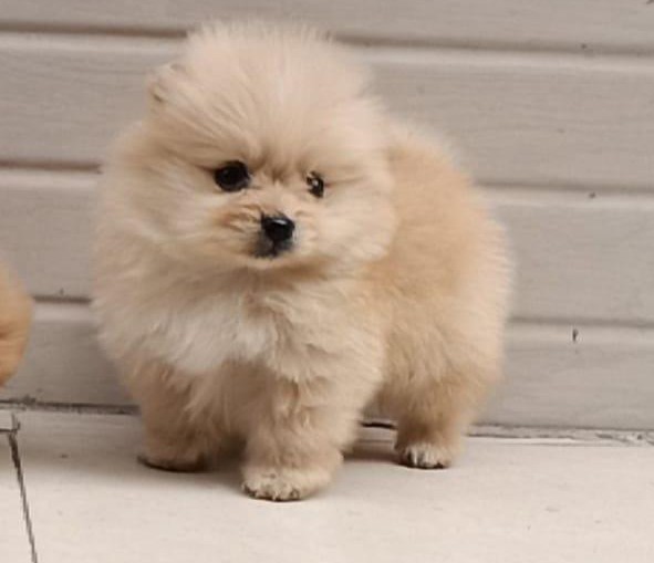 toy pomeranian dog price in ahmedabad