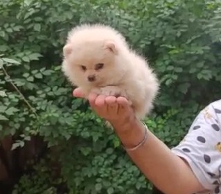 toy pomeranian female puppies for sale in pune