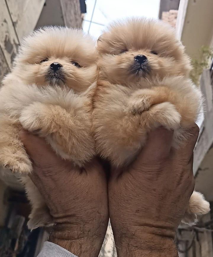 toy pomeranian dog breeder in ahmedabad