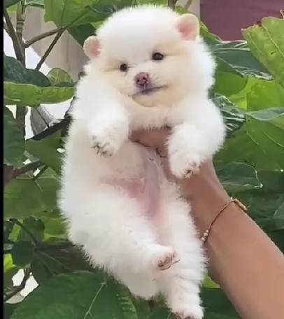 toy pomeranian pet shop in ahmedabad