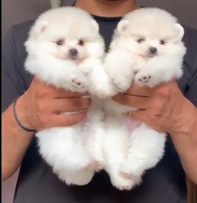 toy pomeranian puppy for sale in ahmedabad