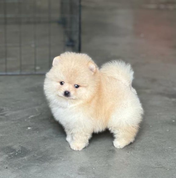 KCI registered toy pomeranian puppies for sale in ahmedabad