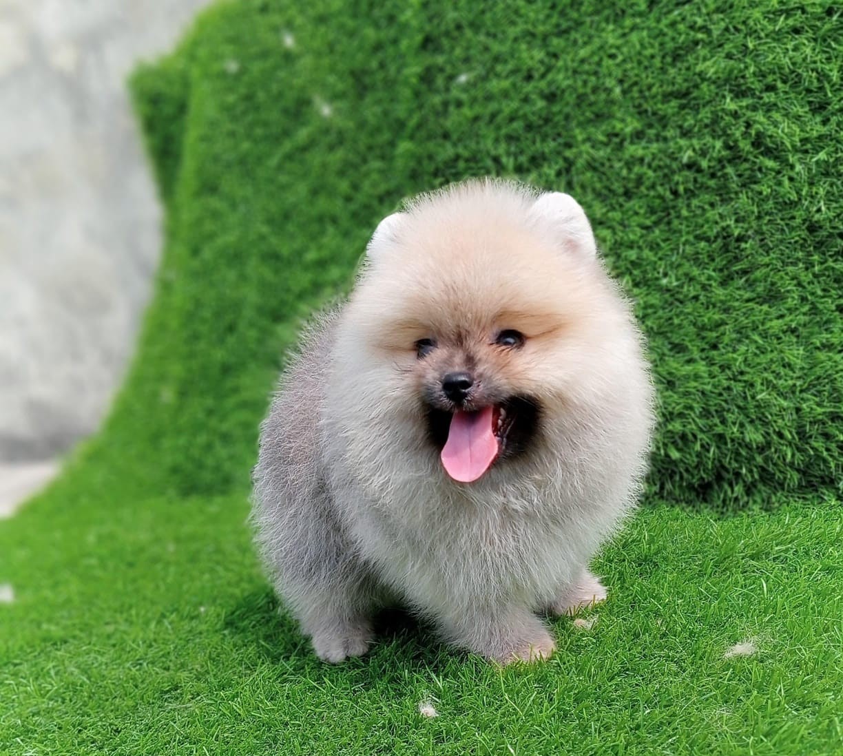 toy pomeranian puppies price in kolkata