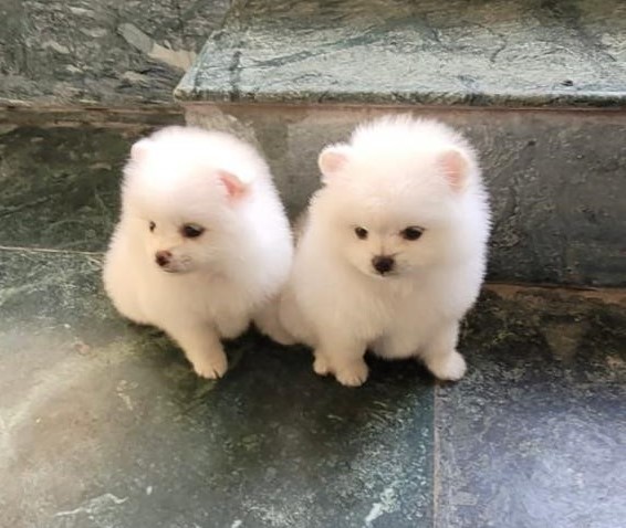 toy pomeranian dog breeder in kolkata