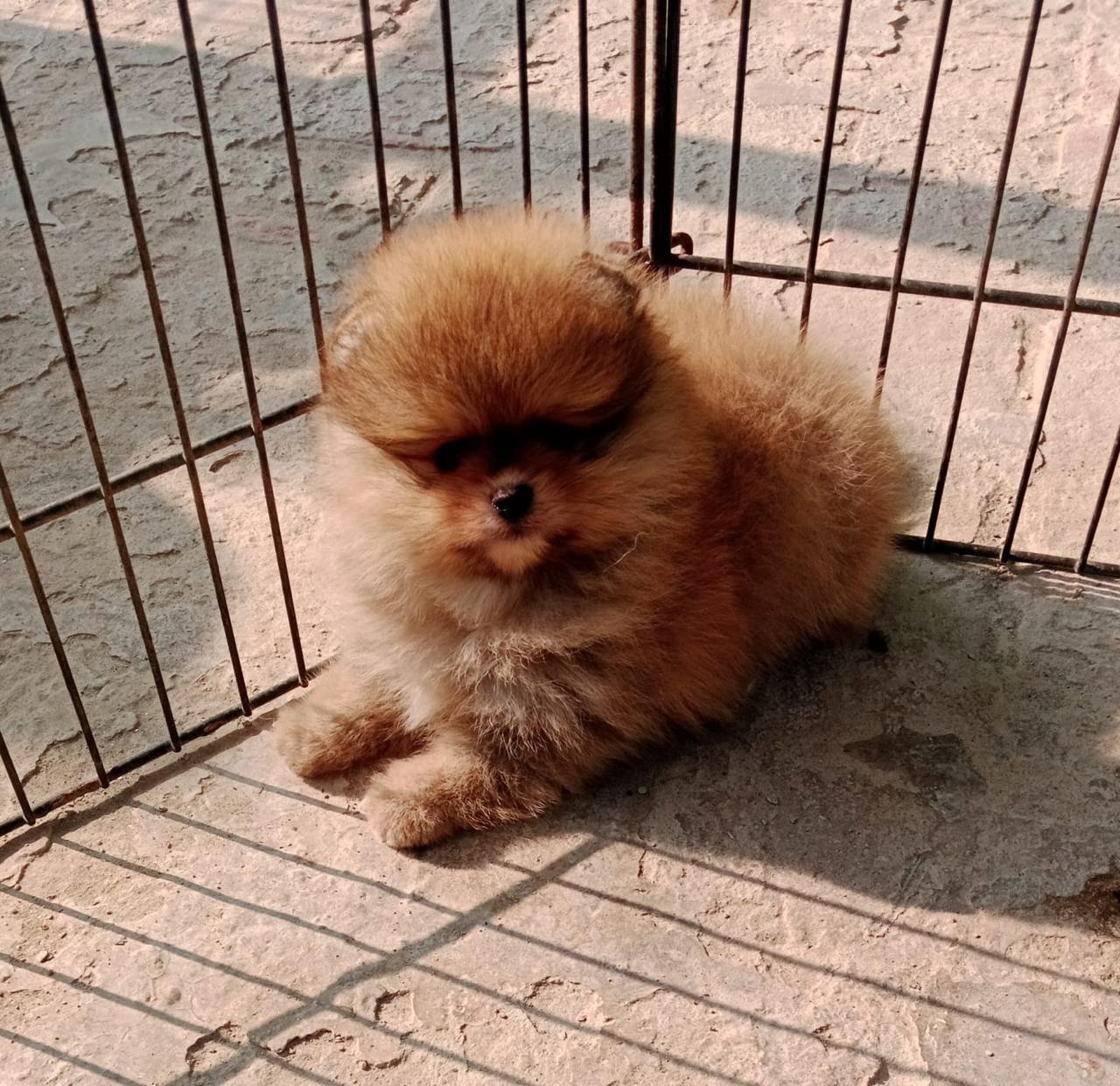 toy pomeranian puppy price in hyderabad