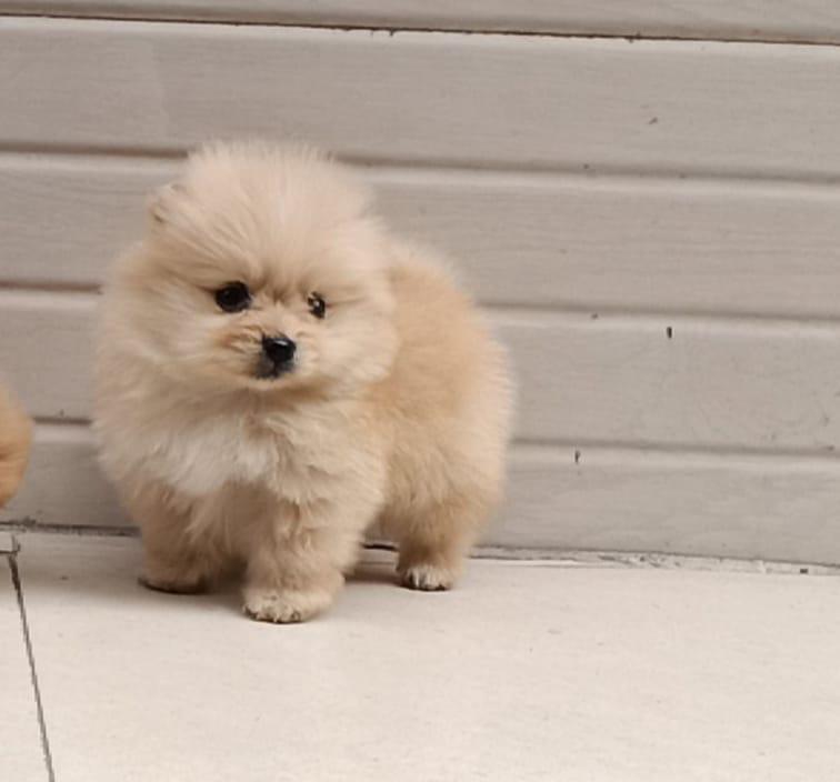 toy pomeranian dog breeder in hyderabad