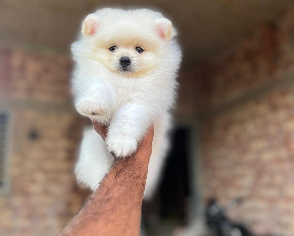 toy pomeranian puppies for sale online in hyderabad