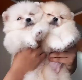 toy pomeranian dog price in hyderabad