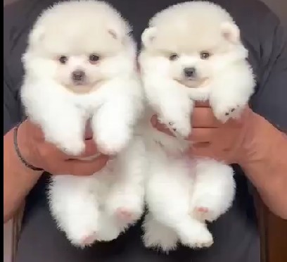 toy pomeranian puppy price in goa