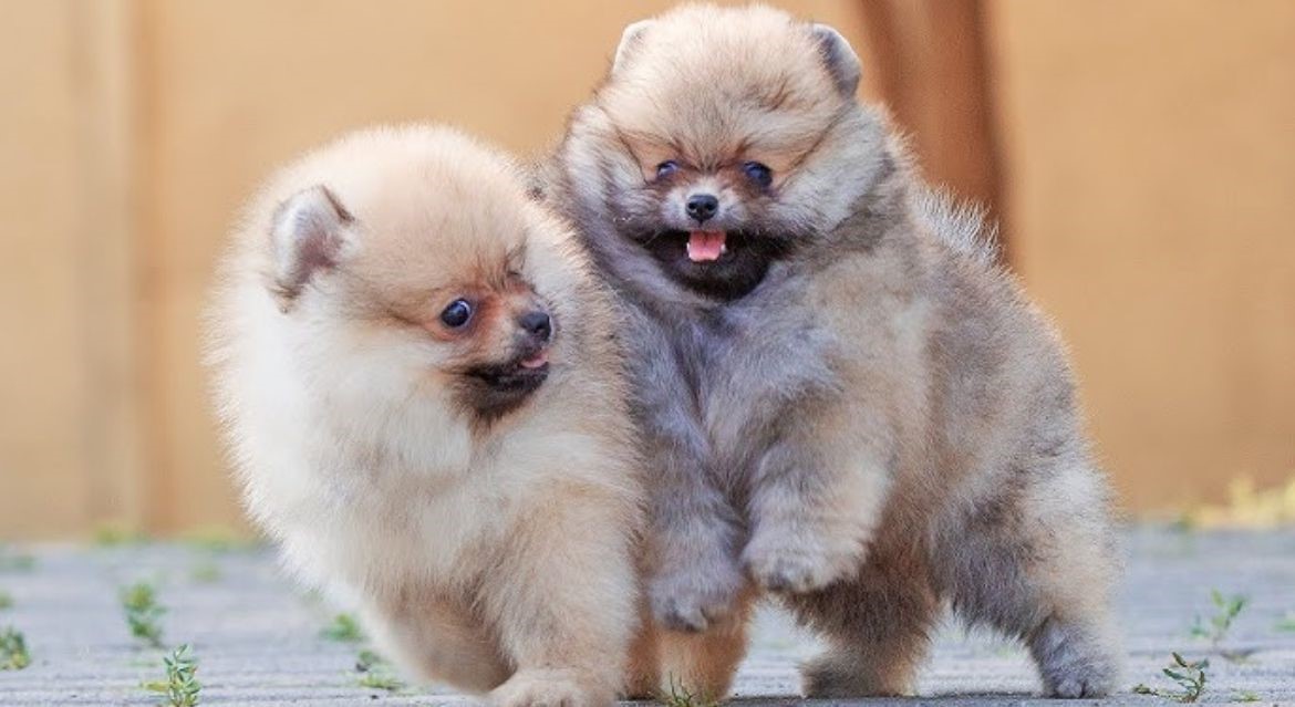 toy pomeranian dog breeder in goa