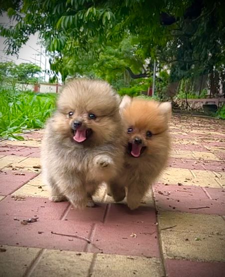 toy pomeranian puppies for sale online in jaipur