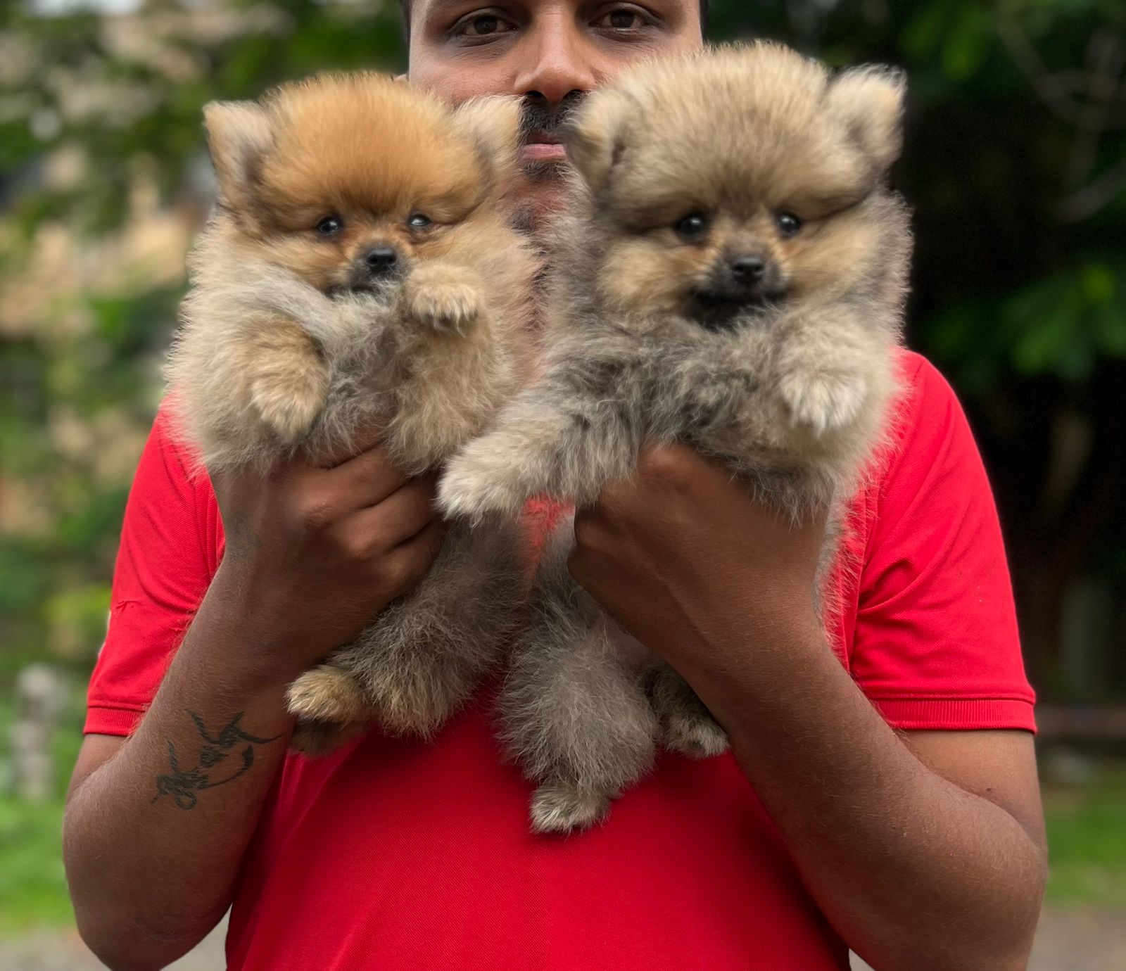toy pomeranian dog breeder in jaipur