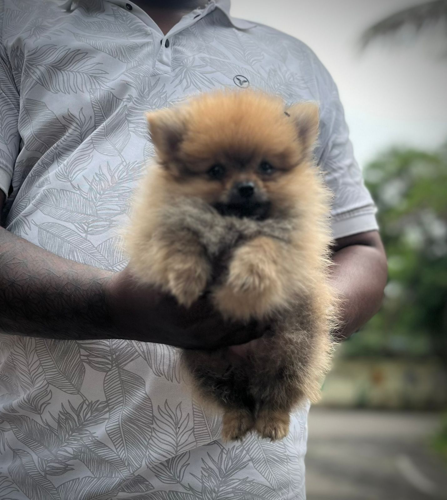 toy pomeranian puppy price in jaipur