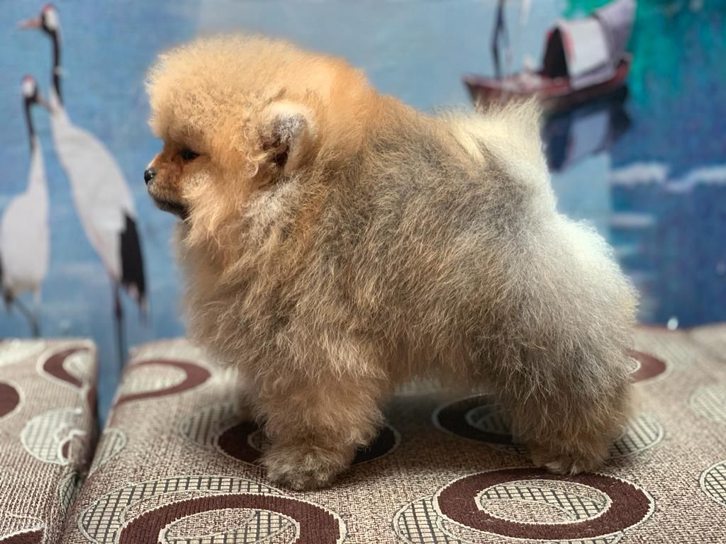 buy toy pomeranian puppy in jaipur