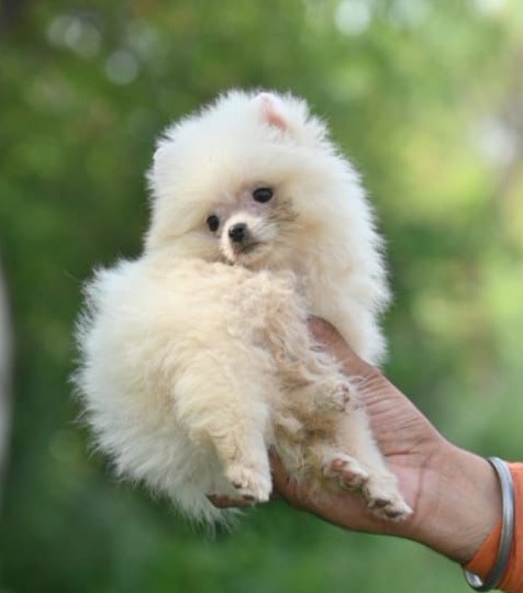 toy pomeranian pet shop in jaipur