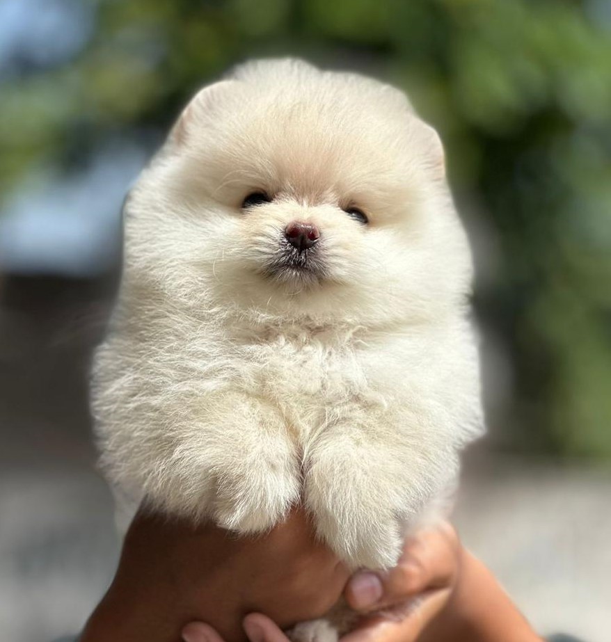 Toy Pomeranian puppies for sale online in vizag