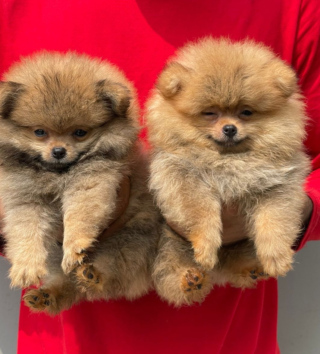 Toy Pomeranian dog breeder in vizag