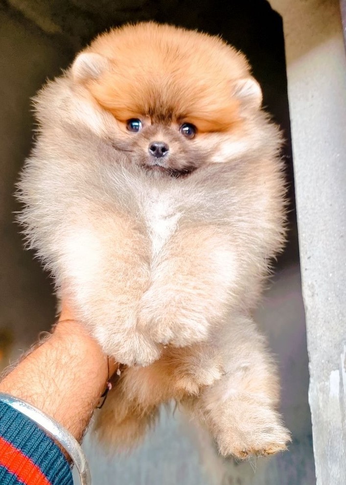 buy Toy Pomeranian puppies in vizag