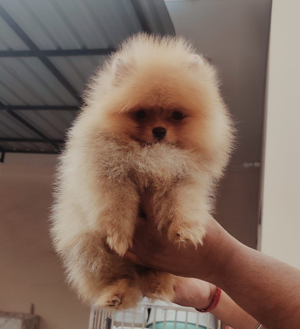 Toy Pomeranian male puppy for sale in vizag