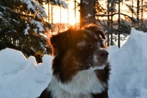How to take care of dogs in winter 2