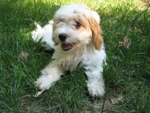 Dog Foods for Cavapoos
