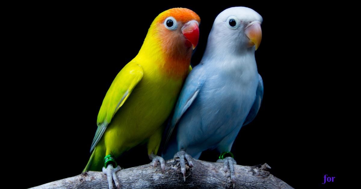 love birds price in india