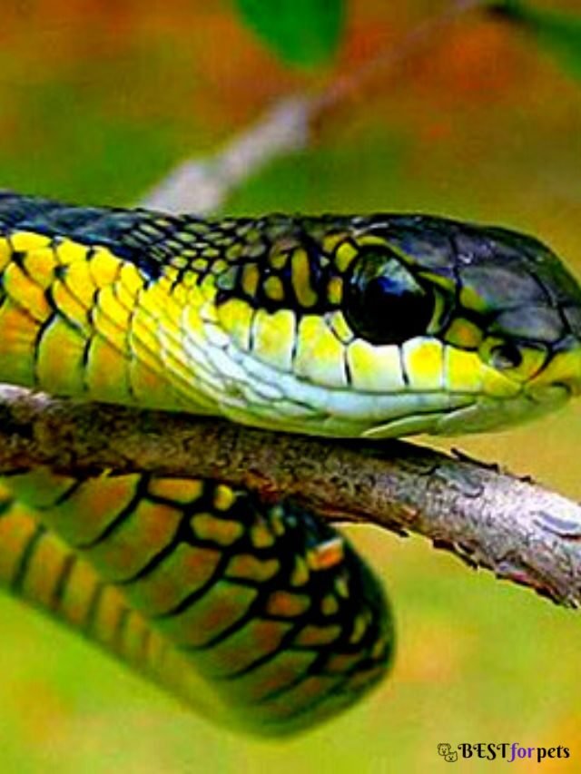 Top 7 dangerous snakes in the world