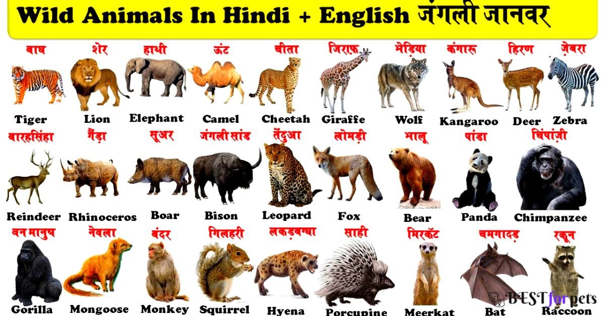 Wild Animals Name In Hindi And English 2023 | Wild Animals