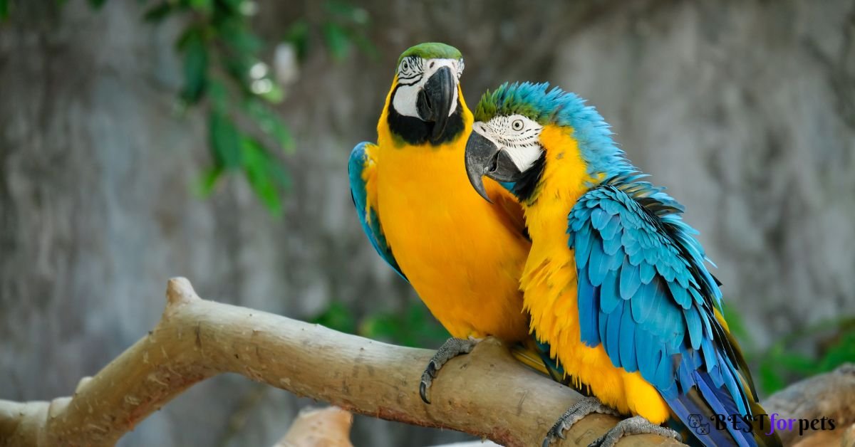 Macaw Bird Price In India 2022 ❤️ - Buying Guide & Care Tips