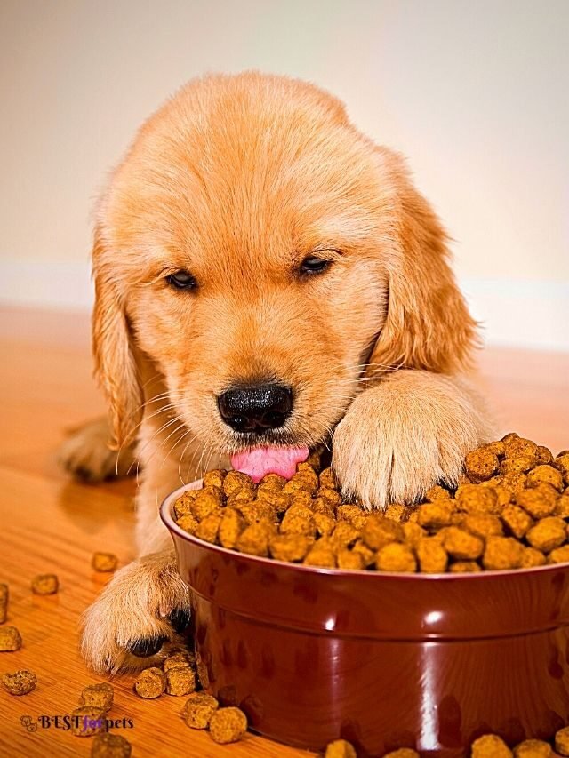 Top 7 Best Puppy Food online 2022