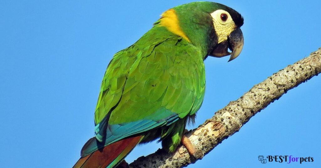Yellow Collared Macaw