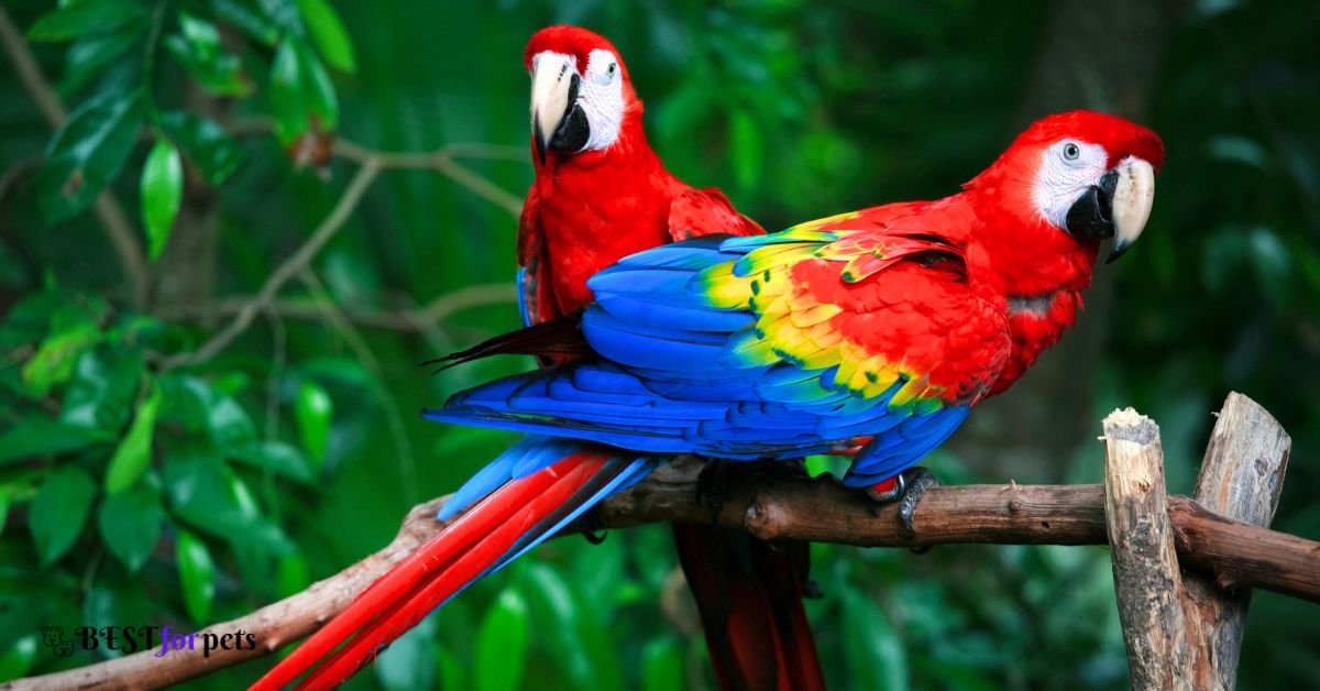 macaw bird price in india
