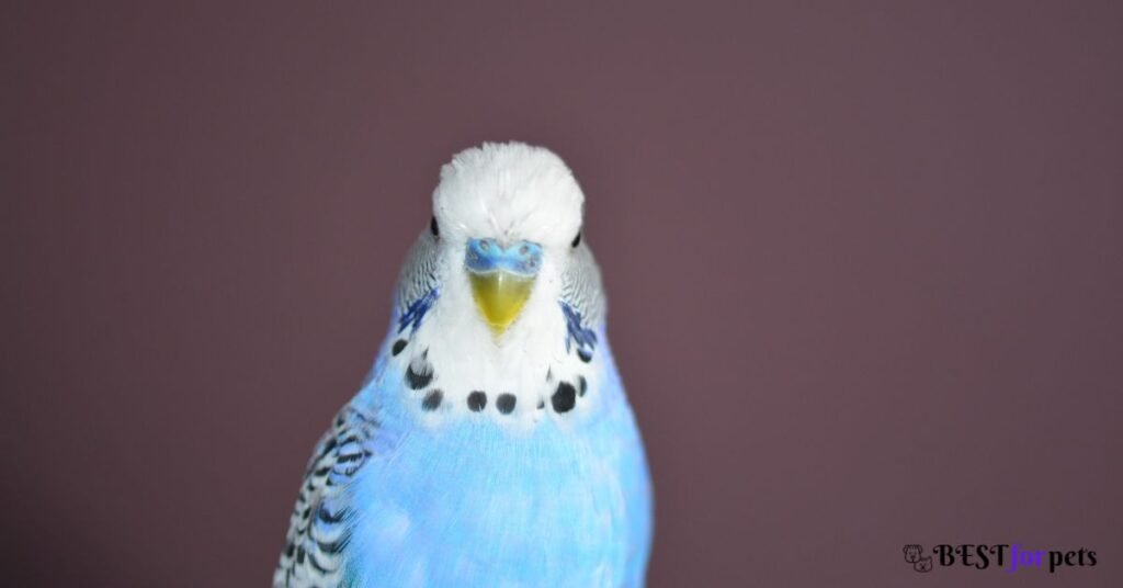 Budgies price in india
