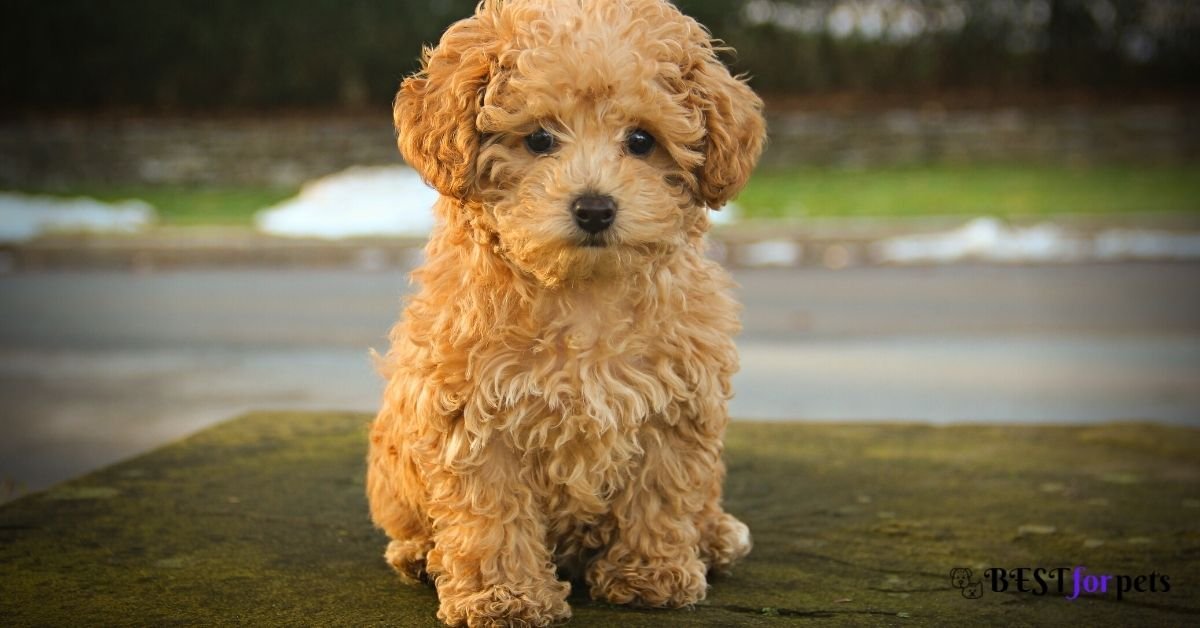 poodle dog price in india