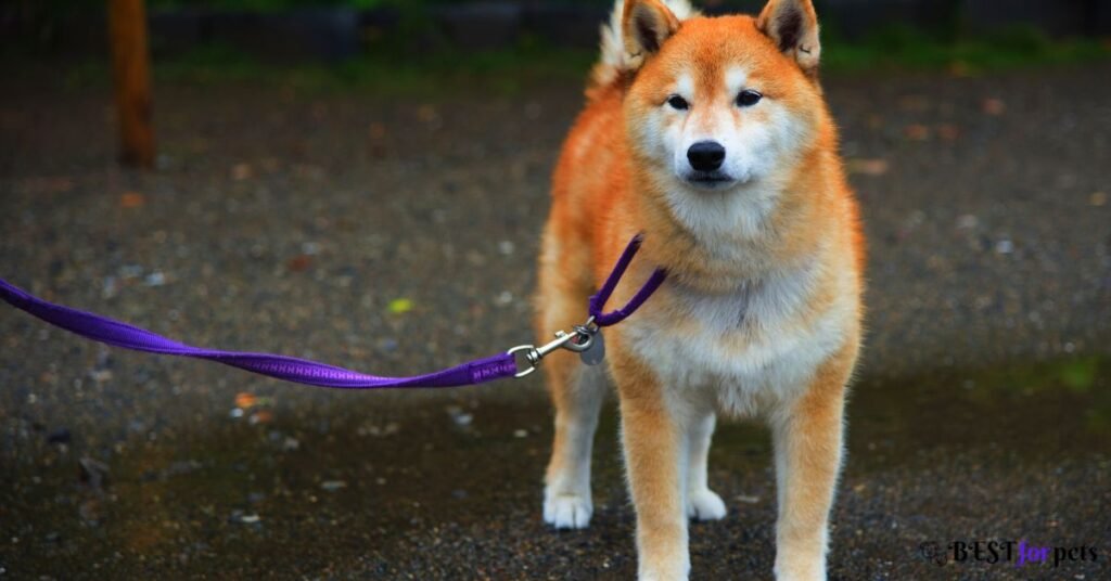Akita Dog 