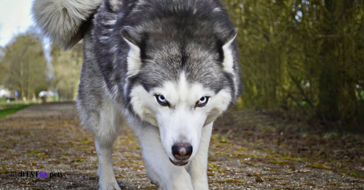 Wolf dog breed