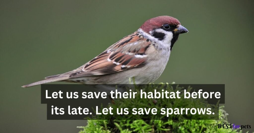 World Sparrow Day quotes 2023