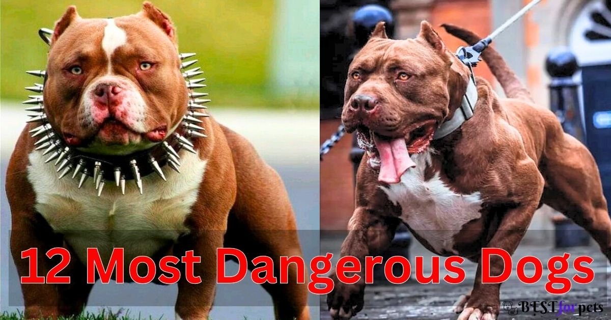 most dangerous dog in the world top ten